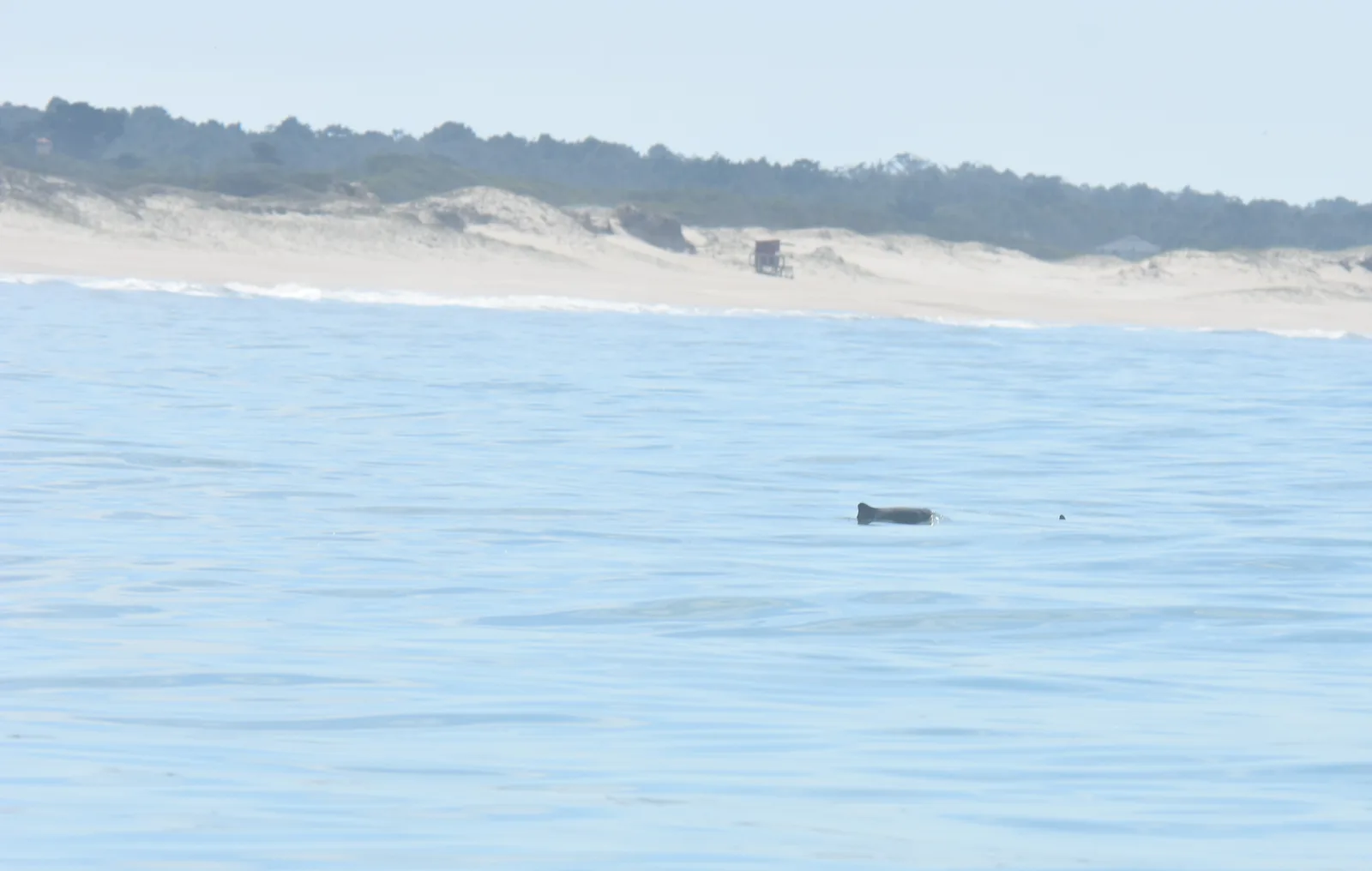 Franciscana surfacing off the coast of La Esmeralda, Rocha