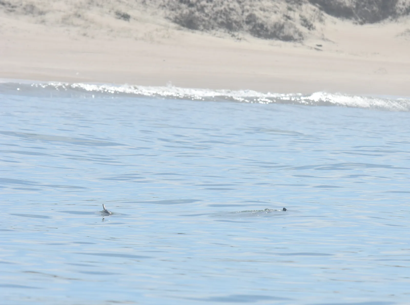 A pair of franciscanas swimming near the coast of La Esmeralda, Rocha