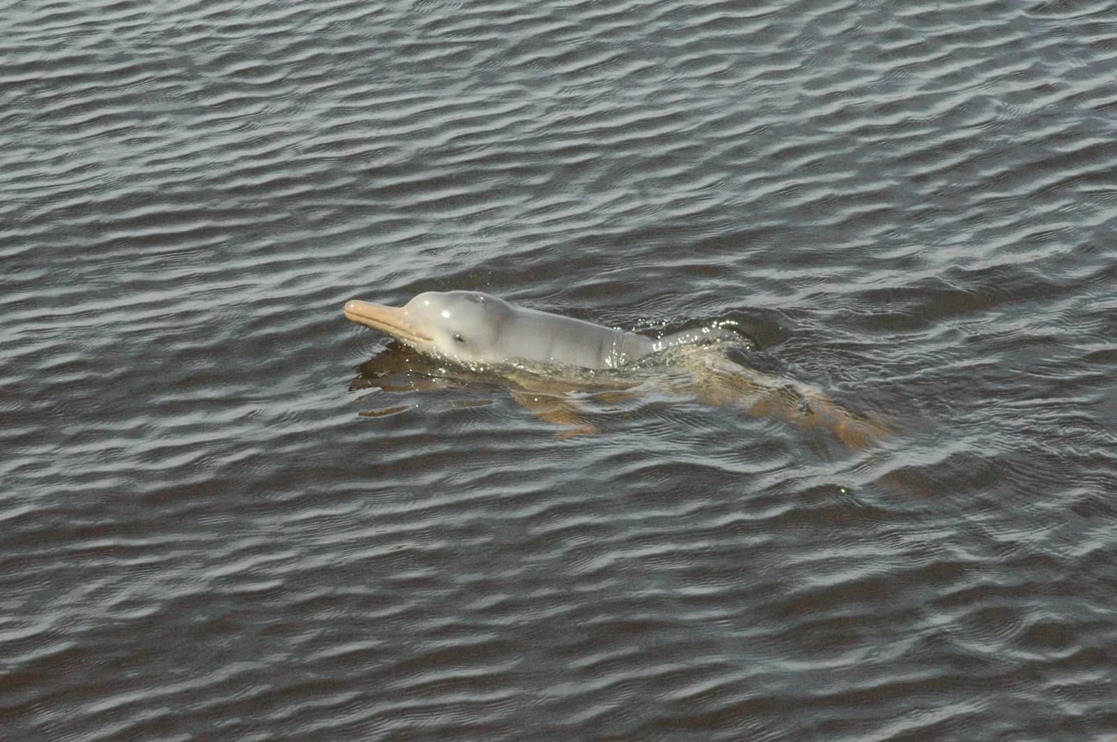Franciscana calf surfacing in Aguas Dulces, Rocha