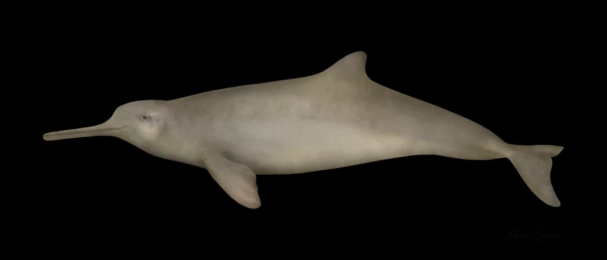 Scientific illustration of a franciscana in profile