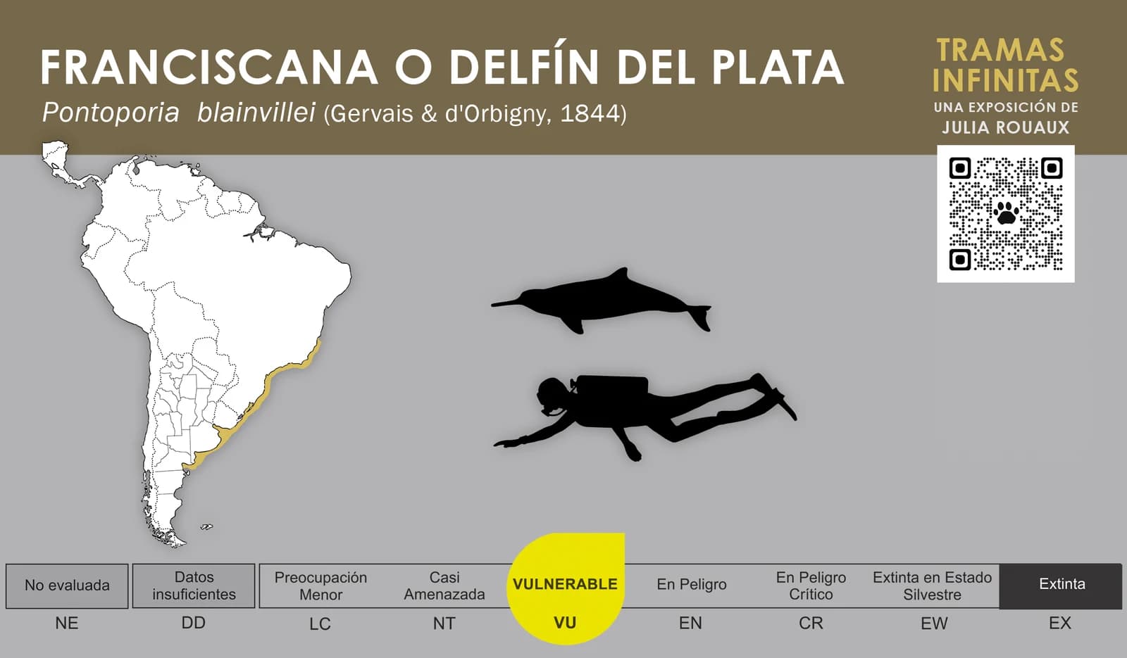 "Franciscana or La Plata dolphin" infographic, with distribution map and Vulnerable conservation status