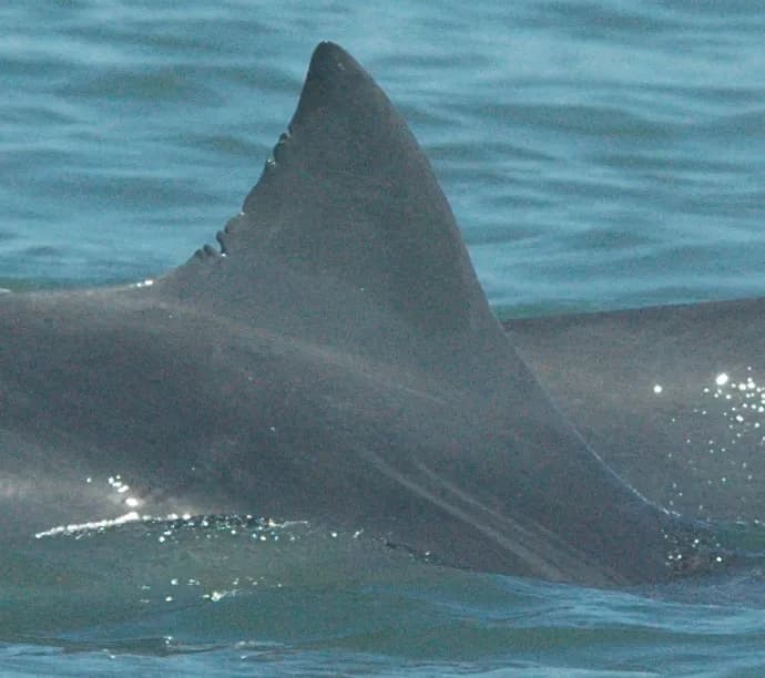 Foto de identificación de aleta de tonina