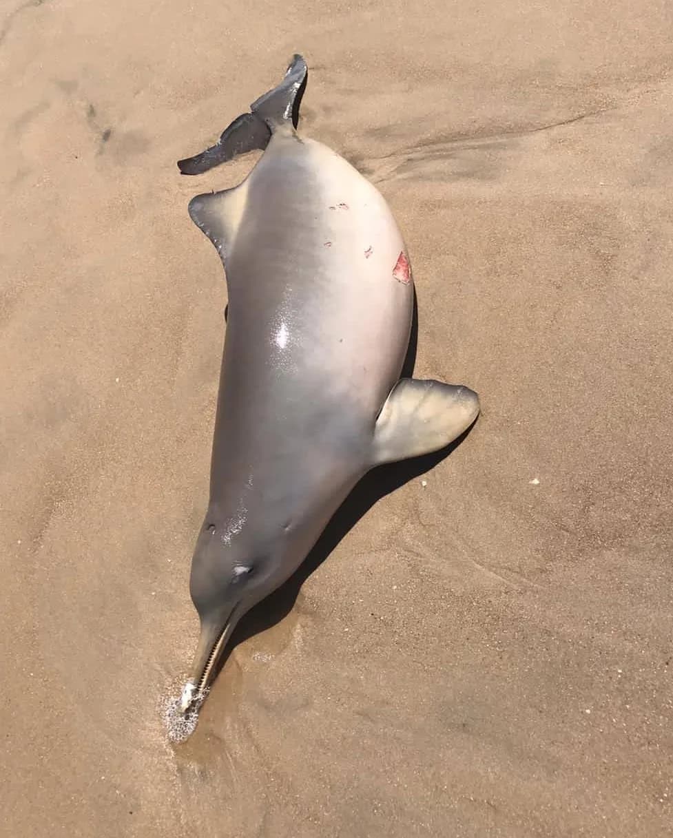 Adult franciscana stranded on the coast of Rocha department