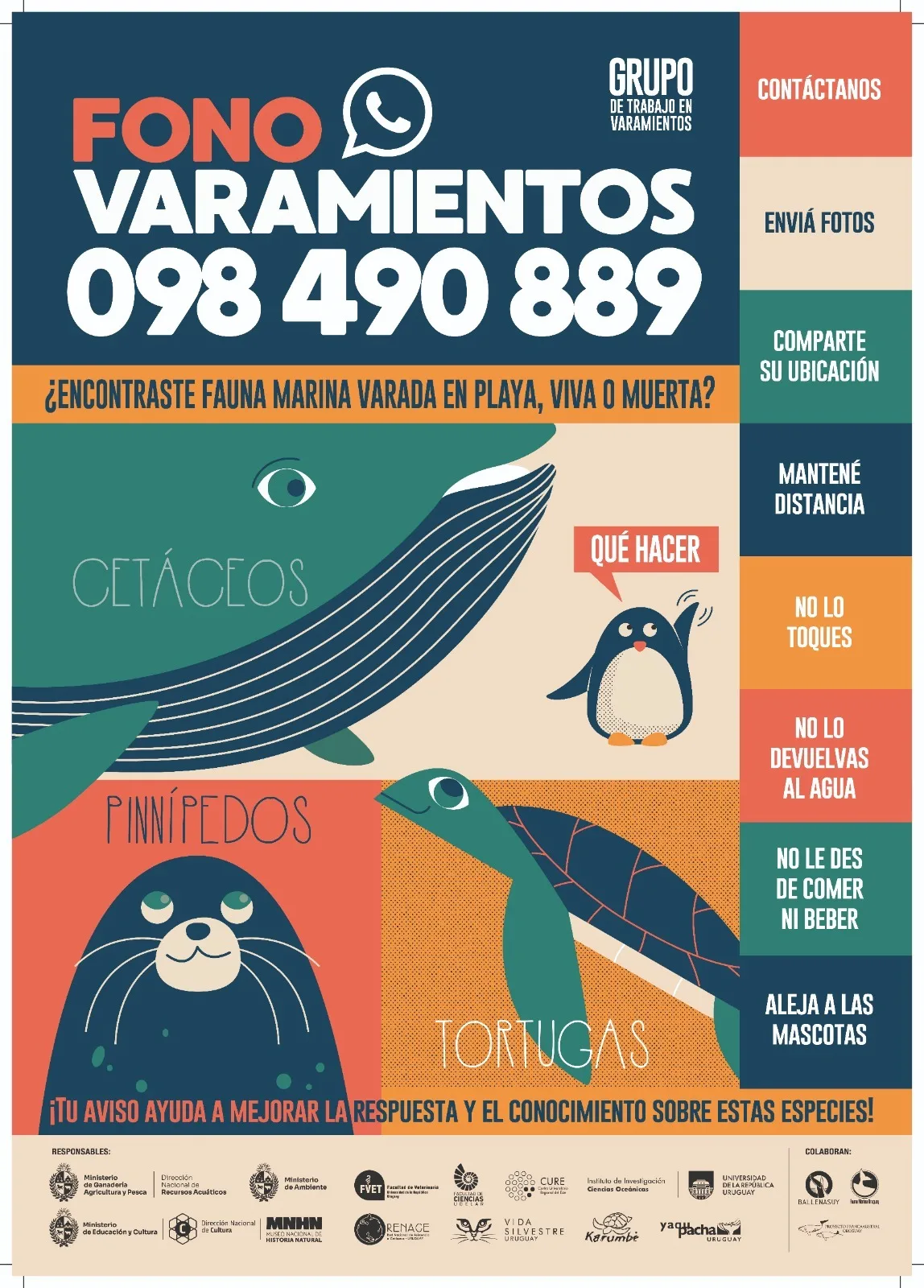 Stranding hotline poster: 098 490 889. What to do if you find stranded marine wildlife, alive or dead: don't touch it, don't return it to the water, don't feed or give it water, keep pets away, share its location and send photos.