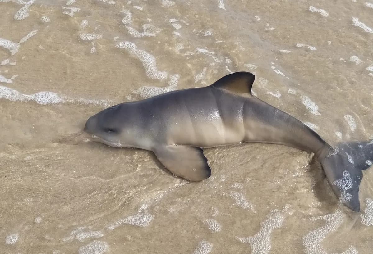 Newborn franciscana stranded alive on the coast of Rocha