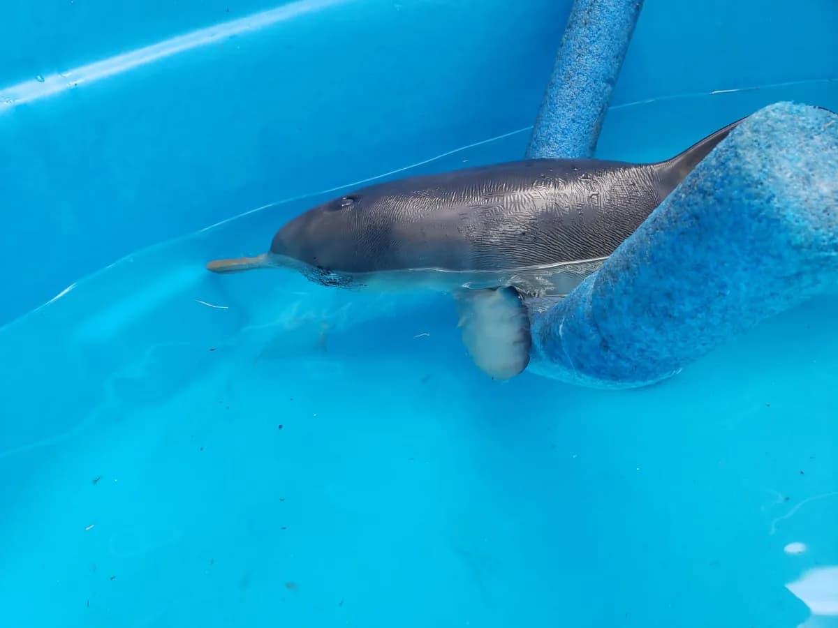 Franciscana calf rescued alive on the beach at La Coronilla, Rocha
