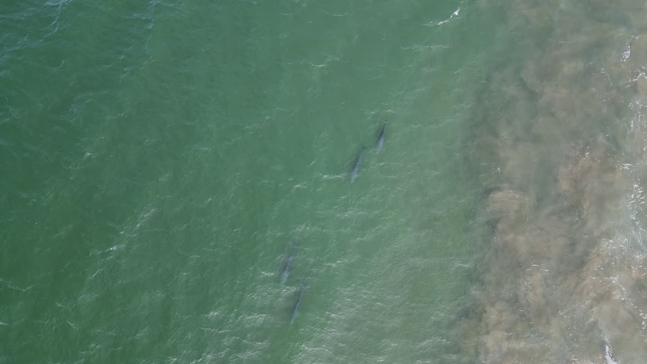 Vista aérea de tres toninas nadando cerca de la costa